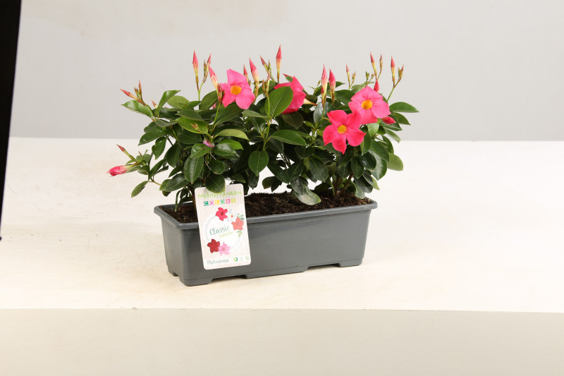 DIPLADENIA JARDINIERE