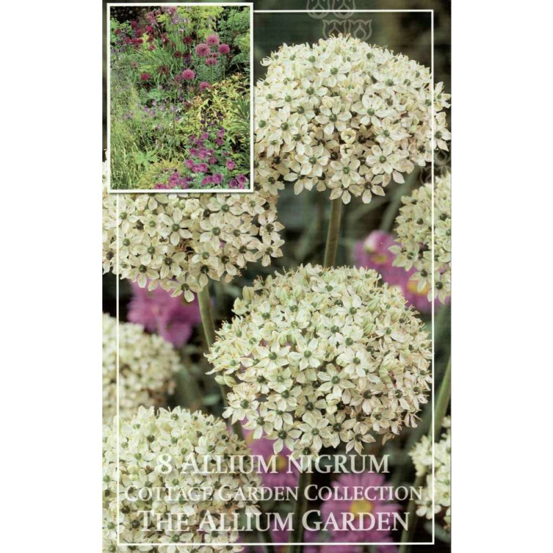 Allium nigrum 10+ x8 kap
