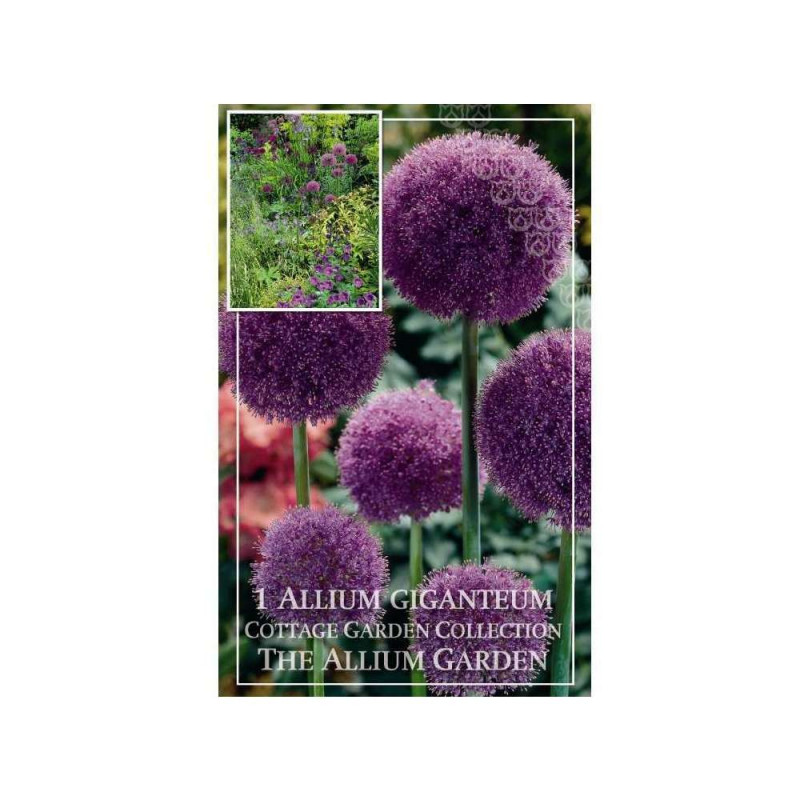 Allium giganteum 20+ x1 kap