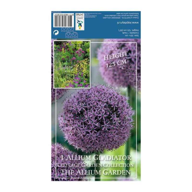 Allium gladiator 20/+x1