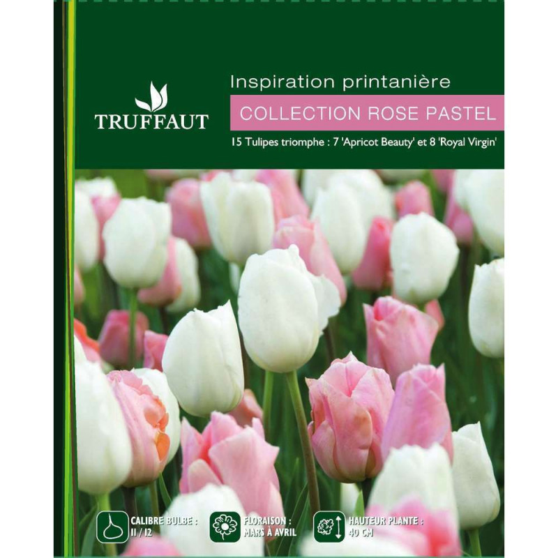 Assortiment de Tulipes : rose et blanc