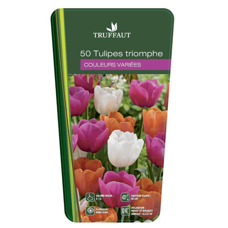 Bulbes de tulipes triomphe - x50