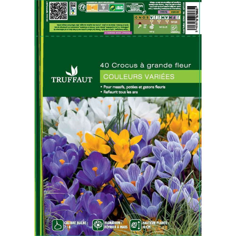 Crocus grande fleur, melange x40: calibre 7/8