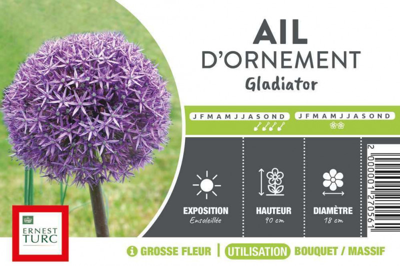 Bulbe d'allium 'Gladiator' - x1