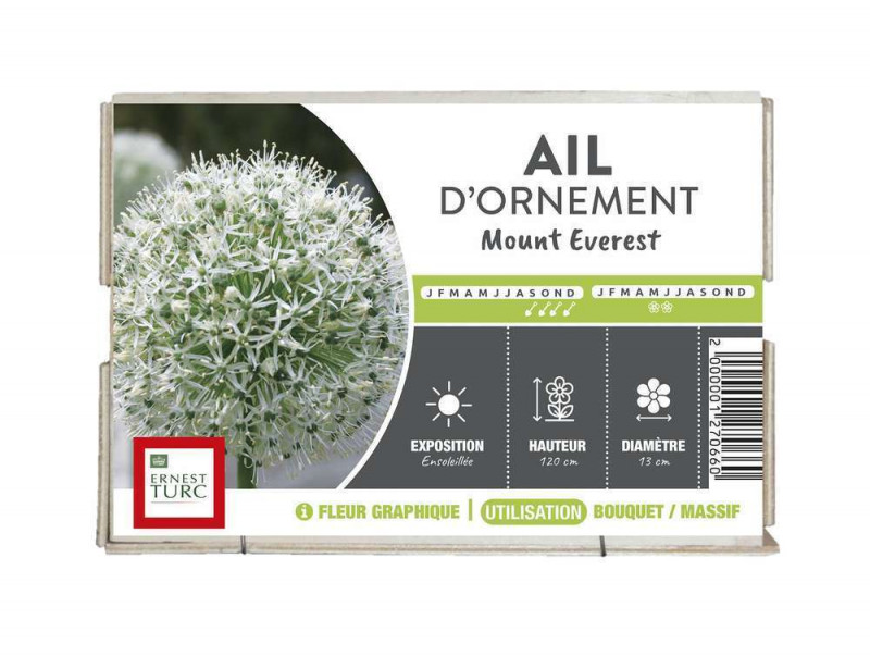 Bulbe d'allium 'Mount Everest' - x1