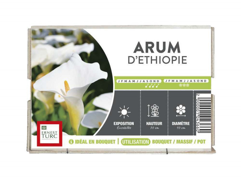 Bulbe d'arum 'd'Ethiopie ' - x1