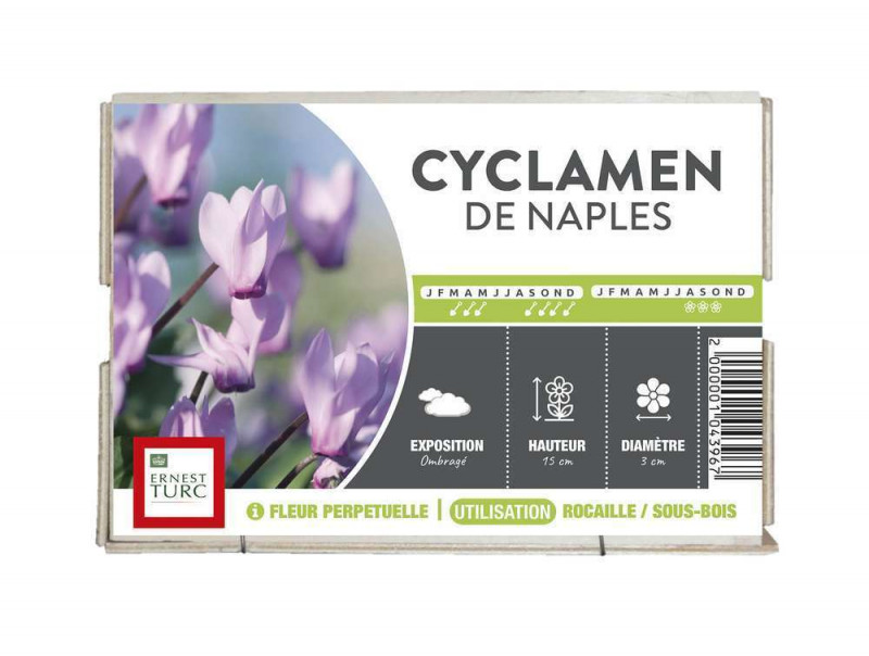 Cyclamen de Naples : cal.30