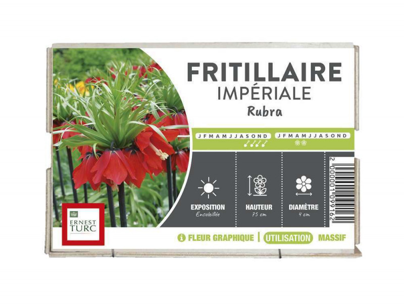 Bulbe de fritilaire imperiale 'Rubra' - x1