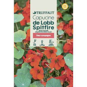 Capucine grimpante hybride De Lobb Spitfire