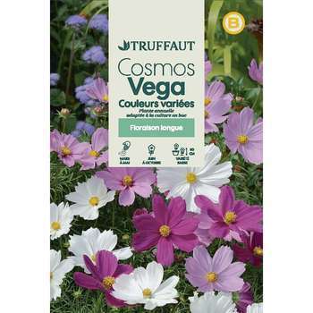 Cosmos nain Véga, couleur variée