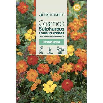 Cosmos Sulphureus, couleur variée