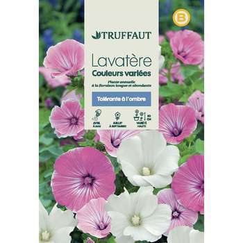 Lavatere à grande fleur variées