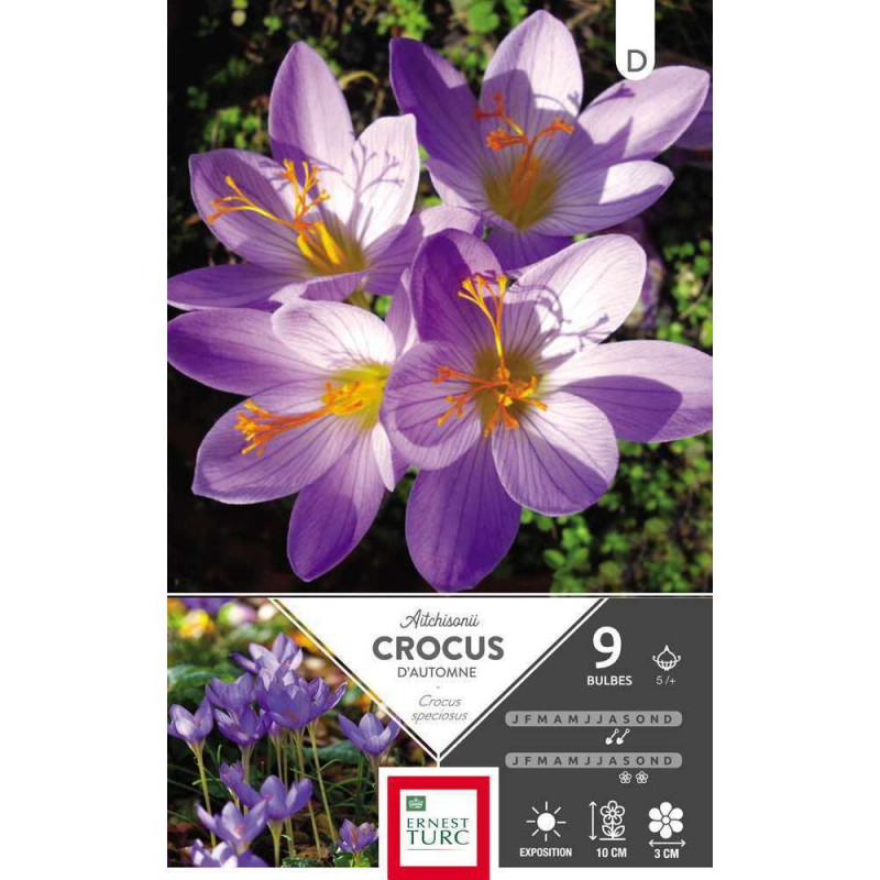 Bulbes de crocus speciosus 'Aitchisonii' - x9