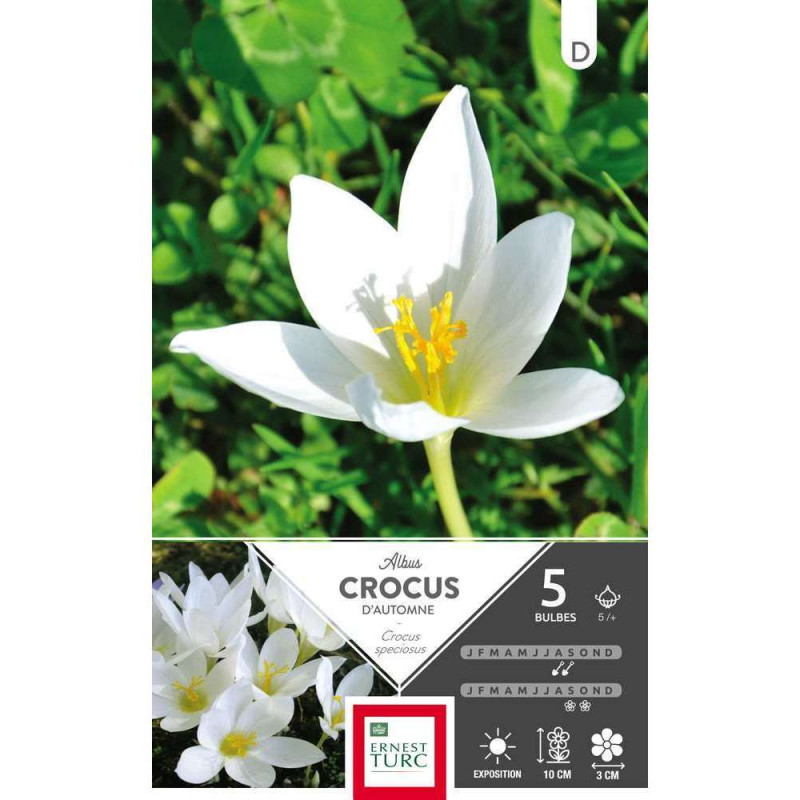 Bulbes de crocus speciosus 'Albus' - x5
