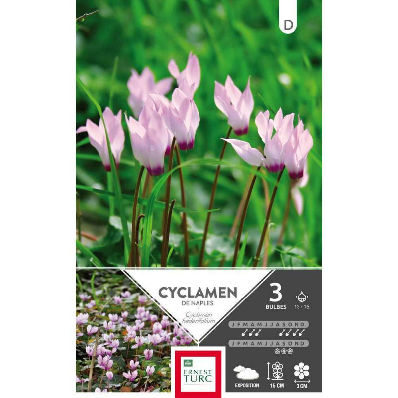 Bulbes de cyclamens de Naples - x3