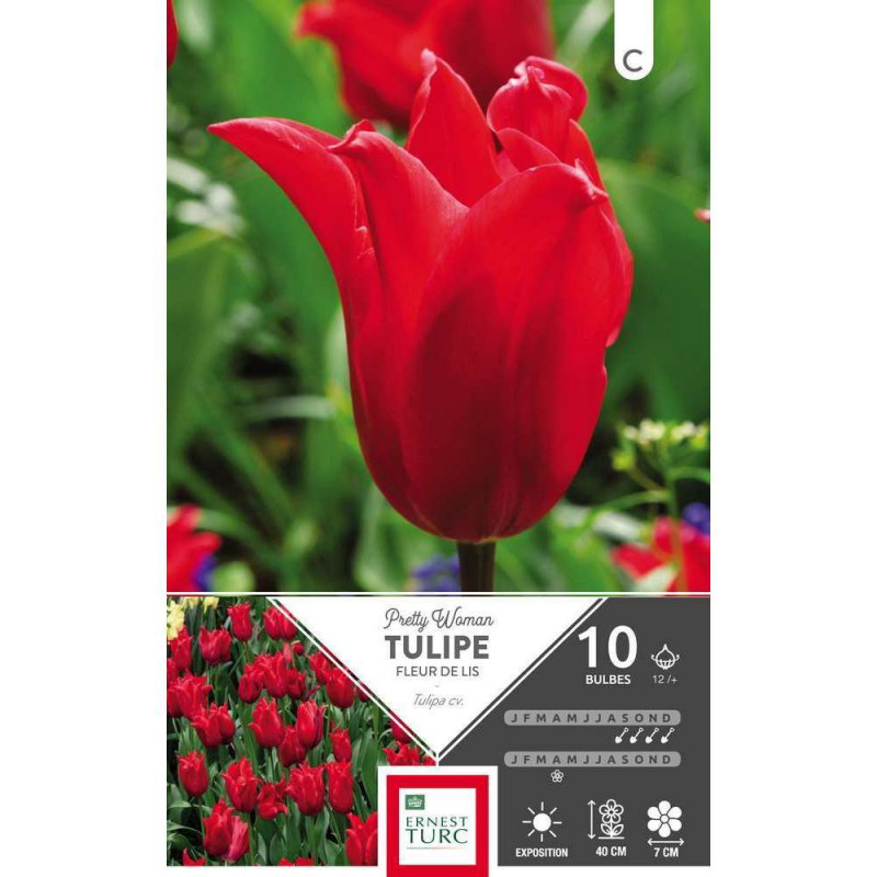 Tulipe fleur de lis Pretty Woman 10 bulbes