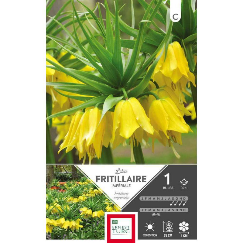 Bulbe de fritilaire imperiale 'Lutea' - x1