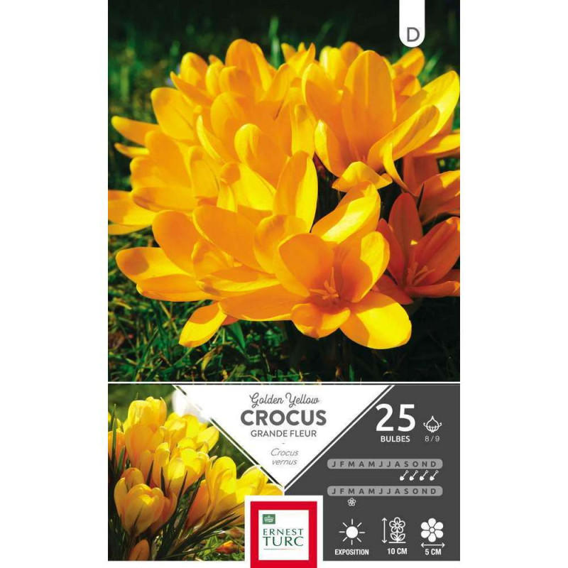 Crocus Golden Yellow : cal.8/9 x25