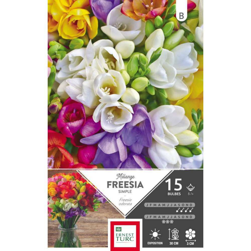 Bulbes de freesias simples - x15