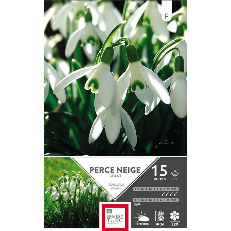 Bulbes de perce-neige - x15