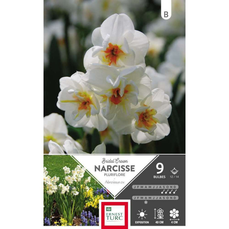 Bulbes de narcisses pluriflores 'Bridal Crown' - x