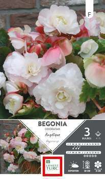 Begonia Odorant Angelique 4/5 X3
