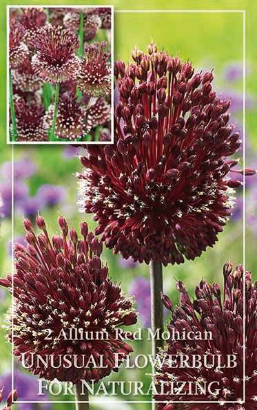 Allium Red Mohican : calibre 10/14, x2