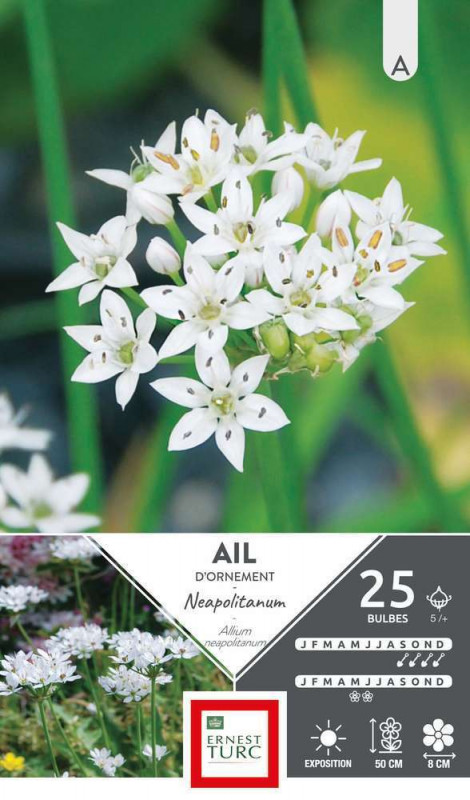 Allium Court Neapolitanum : cal.5 + X25