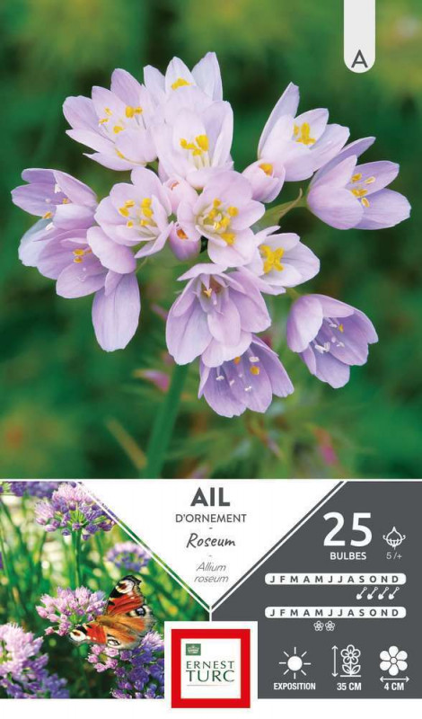 Bulbes d'allium court roseum - x25