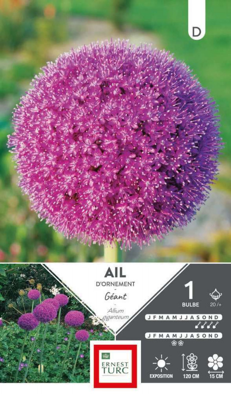 Bulbe d'allium haut giganteum - x1