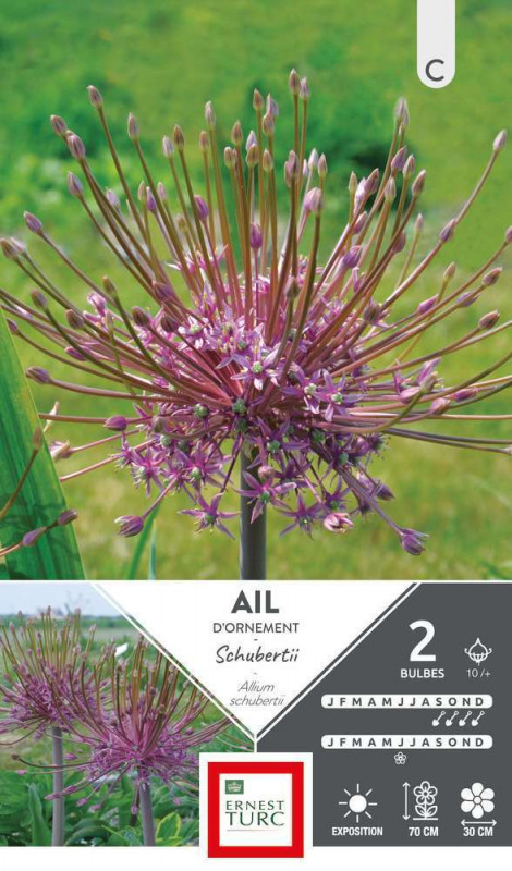 Allium Schubertii : cal 10+ x 2