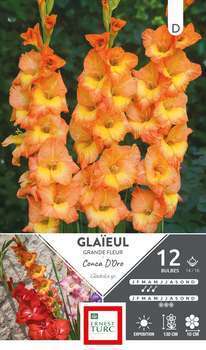 Bulbe x12 Glaïeul Grde Fleur Conca Oro 14/16
