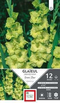 Bulbe x12 Glaïeul grdes Fleurs Gr. Star 14/16