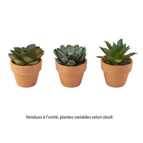 Plantes grasses artificielles, modèles variables -