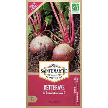 Betterave Potagère de détroit race Bolivar