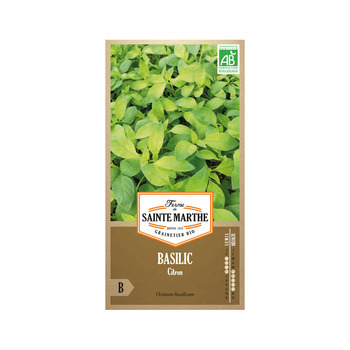 Basilic citron 2