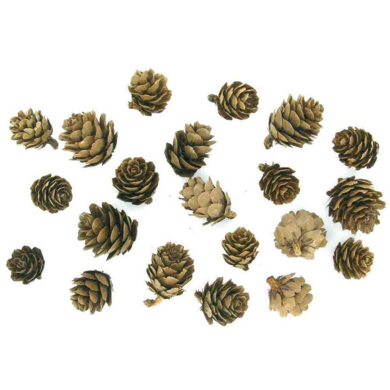 Pommes de pin (x20), en bois 1,5 à 3 cm