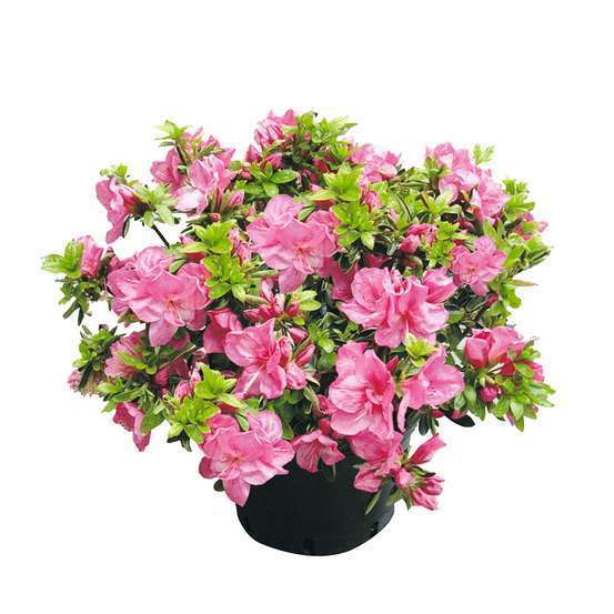AZALEA JAPONICA WALBERTON S (R) PINK RUFFLES C 2 V