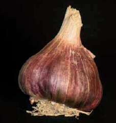 Bulbes d' Ail Germidour +60 en filet de 250g