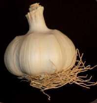 Bulbes d' Ail Thermidrome +60 en filet
