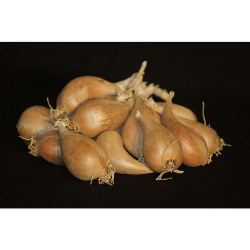 Bulbes d'échalotes 'Griselle' en filet - 250g