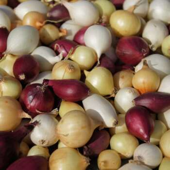 Bulbes d'oignons mixtes en filet - 500g