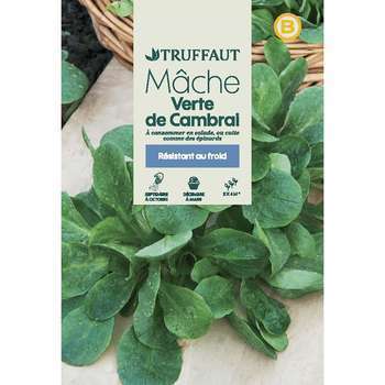 Mâche de cambrai verte : en sachet