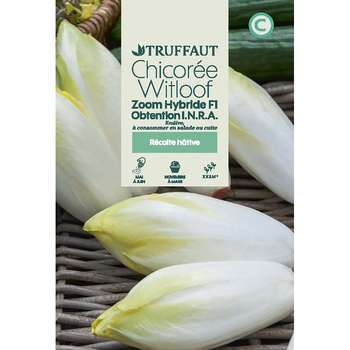 Endive / Chicorée witloof zoom hybride F1 :