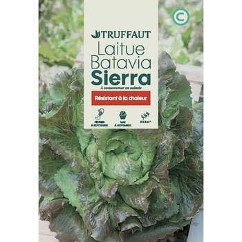 Laitue Batavia Sierra : en sachet