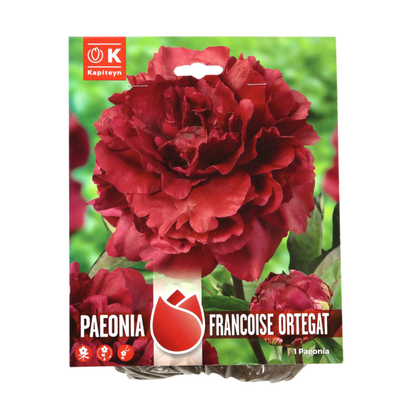 Bulbes de Pivoine Françoise Ortegat X 1