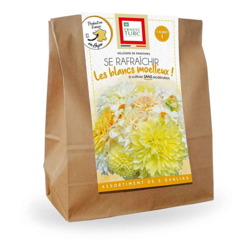 Bulbes de Dahlia blanc en sac kraft I x 5