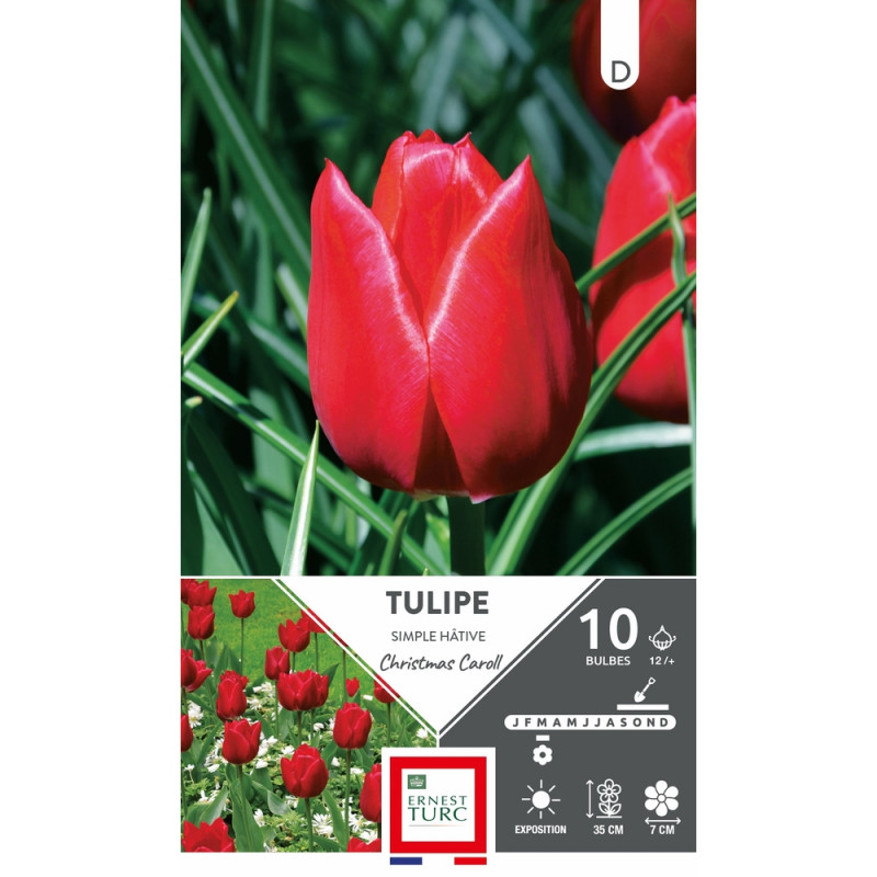 Tulipe simple 'Hâtive Christmas Caroll', calibre 1