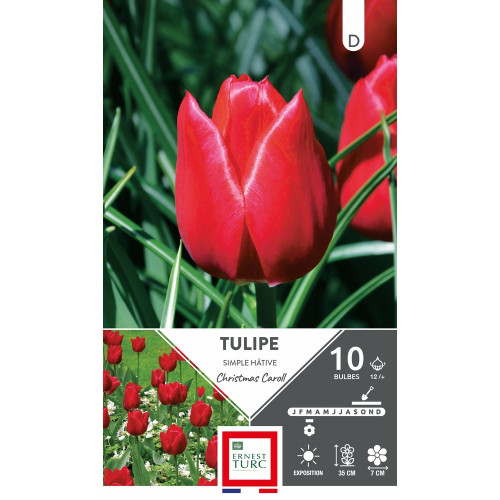 Tulipe simple 'Hâtive Christmas Caroll', calibre 1