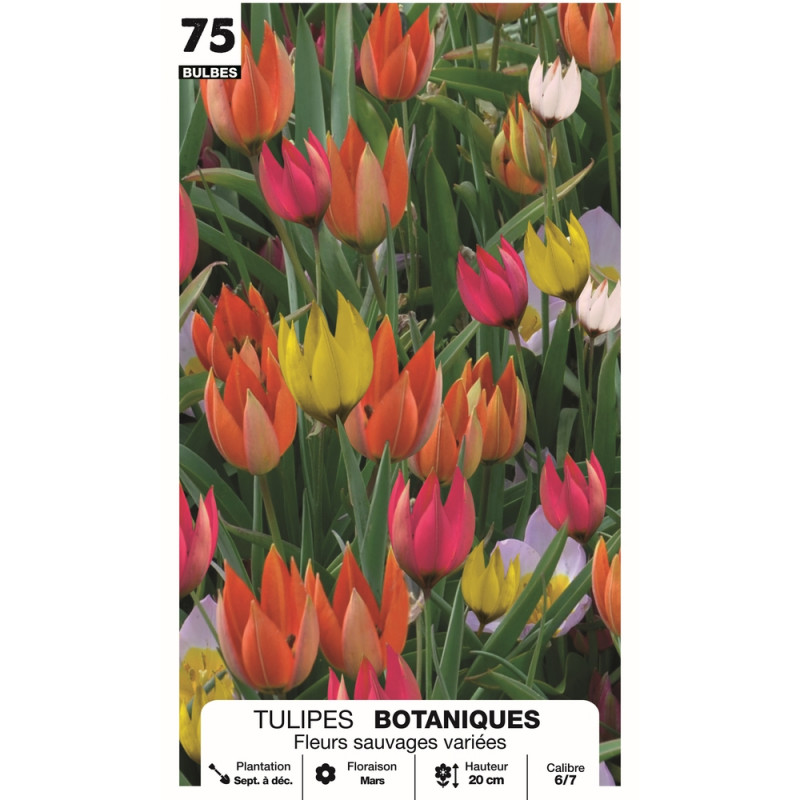 Tulipe botanique 'Fleur sauvage', calibre 6/7 : x7
